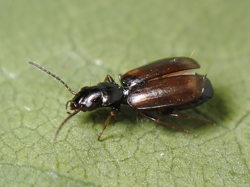 Carabidae: Syntomus obscuroguttatus